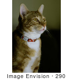 #290 Picture Of A Handsome Orange Cat