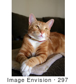 #297 Photo Of An Orange Cat Looking Upwards
