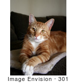 #301 Photograph Of An Orange Cat Sitting With His Paws Crossed