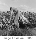 #3050 Cotton Picker by JVPD