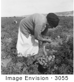 #3055 Mexican Migrant Woman Harvesting Tomatoes by JVPD