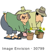 #30799 Clip Art Graphic Of A White Couple A Man And Woman Gardening And Potting Flowers A Bee Stinging The Woman’S Butt