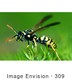 #309 Picture Of A Yellow Jacket Wasp