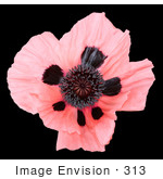#313 Picture Of A Pink Oriental Poppy