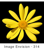#314 Picture Of A Yellow Daisy Flower