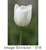 #318 Flower Picture Of A White Tulip