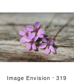 #319 Picture Of Small Purple Flower