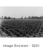 #3231 Check Row Cotton Field by JVPD