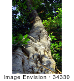 #34330 Stock Photo Of A Large Banyan Tree (Ficus Benghalensis) With Lush Green Leaves And A Textured Trunk From The Bottom Looking Up