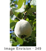 #349 Photo Of A Fuzzy Pear On A Pear Tree