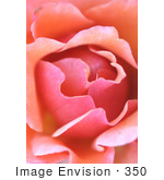 #350 Photo Of A Pink Rose