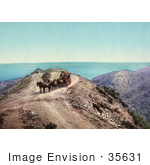 #35631 Stock Photo Of A Horse Drawn Stagecoach Taking Tourists Along The Coastal Farnsworth’S Loop Santa Catalina Island