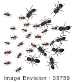 #35759 Clip Art Graphic Of Black Sugar Ants And Brown Ants At War Fighting Over Territory