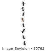 #35762 Clip Art Graphic Of Brown And Black Ants In A Line Heading Towards Food