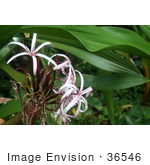 #36546 Stock Photo Of A Cluster Of Pink And White Spiderlilies Against A Backdrop Of Green Leaves