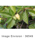#36549 Stock Photo Of A Noni Plant (Morinda Citrifolia) With Two Fruits Growing On The Branches