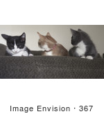 #367 Photo Of Three Cats Sitting On A Couch