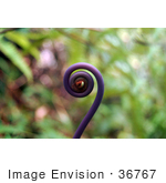 #36767 Stock Photo Of A Curling Purple Fiddlehead Fern Frond In Hawaii