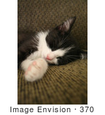 #370 Photo Of A Sleeping Tuxedo Kitten