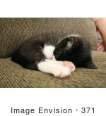 #371 Image Of A Tuxedo Kitten Sleeping