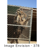 #378 Image Of A Lion Standing Up In A Cage