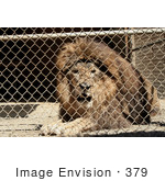 #379 Photo Of A Caged Lion