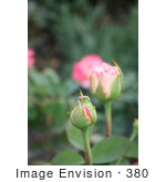 #380 Photo Of Different Stages Of Pink Roses