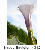 #382 Photograph Of A Purple Jimson Weed Flower