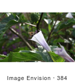 #384 Photo Of A Purple Jimson Weed Flower With A Bee