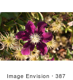 #387 Photo Of A Purple Clematis Flower