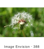 #388 Image Of A Dandelion Seedhead