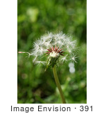 #391 Photograph Of A Dandelion Seedhead