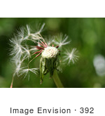 #392 Photograph Of A Dandelion Seed Head