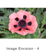 #4 Flower Picture Of A Pink Oriental Poppy