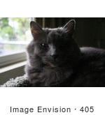 #405 Photo Of A Grey Cat In A Cat Tree