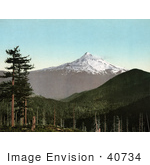#40734 Stock Photo Of Evergreen Forests And A View Of Mt Hood Oregon