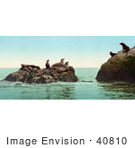 #40810 Stock Photo Of A Group Of Seals Sun Bathing On Warm Rocks On The San Francisco Coast Of California