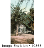 #40868 Stock Photo Of Glen Annie Palm Trees California