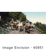 #40951 Stock Photo Of A Pack Train Of Donkeys Transporting Supplies On Mountain Road In Colorado
