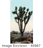 #40967 Stock Photo Of A Joshua Tree (Yucca Brevifolia) In The Mojave Desert Hesperia California