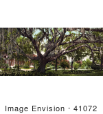 #41072 Stock Photo Of Spanish Moss On The Old Oak Tree At The Tampa Bay Hotel In Florida