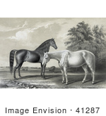 #41287 Stock Illustration of Two Beautiful Horses, Black Hawk And Lady Suffolk, Standing Together by JVPD