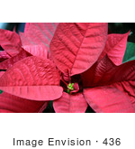 #436 Photograph Of A Red Poinsettia Plant