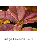#439 Photo Of A White Poinsettia Plant Painted Purple