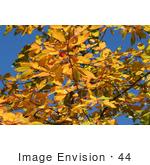 #44 Picture Of Fall Colored Foliage