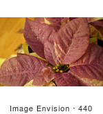 #440 Photograph Of A Glittery White Poinsettia Plant Painted Purple