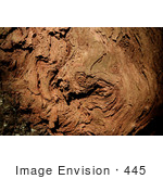 #445 Photo Of A Burl On A Redwood Tree