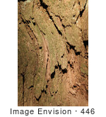 #446 Image Of The Bark Of A Redwood Tree