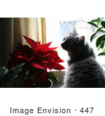 #447 Photo Of A Silver Cat Smelling A Poinsettia Plant