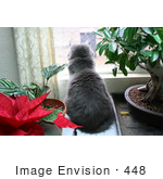 #448 Image Of A Cat Looking Out A Window